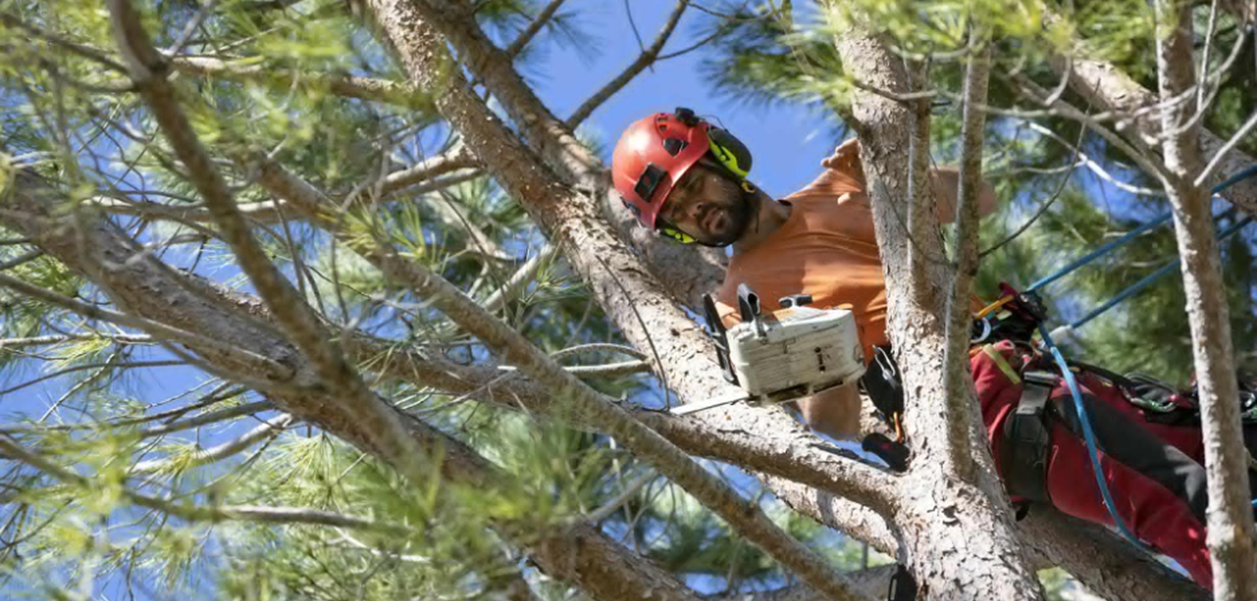 Crown Reduction & Tree Pruning in Norwich: Complete Guide to Safe Tree Care, Methods & Costs