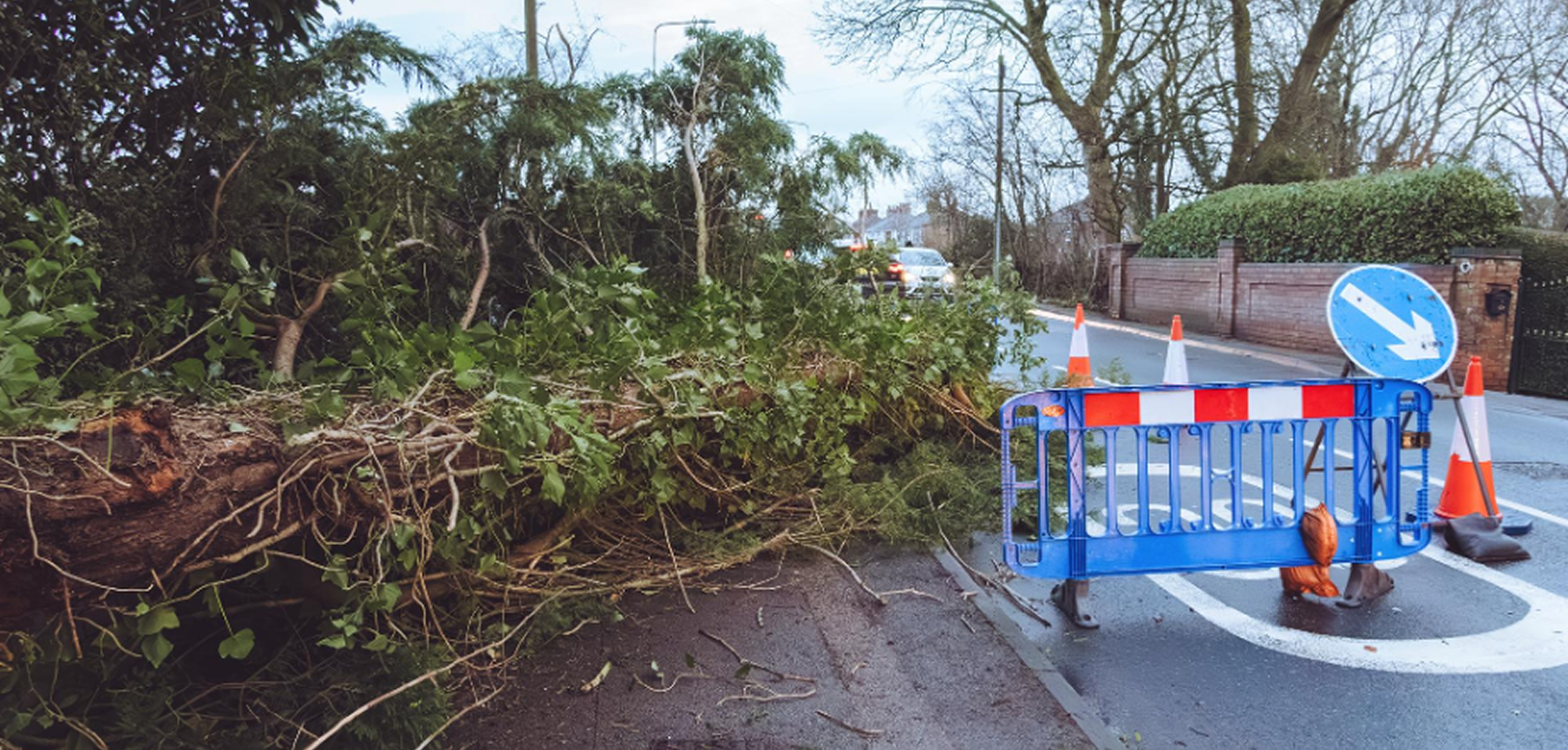 Emergency Tree Removal in Norwich: What to Do, Costs & Safety Guide